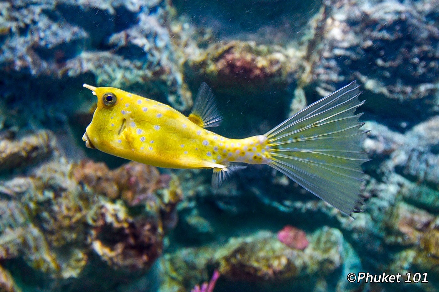 普吉水族馆海洋展 参考图 1
